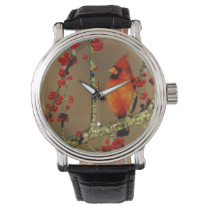 Noordelijke Kardinaal mannetje zit, IL Horloge