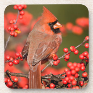 Noordelijke Kardinaal op Common Winterberry Bier Onderzetter