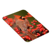 Noordelijke Kardinaal op Common Winterberry Magneet (Rechterzijde)