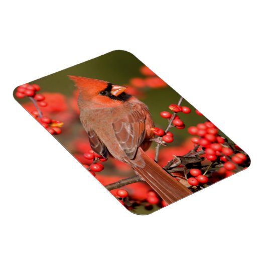 Noordelijke Kardinaal op Common Winterberry Magneet (Rechterzijde)