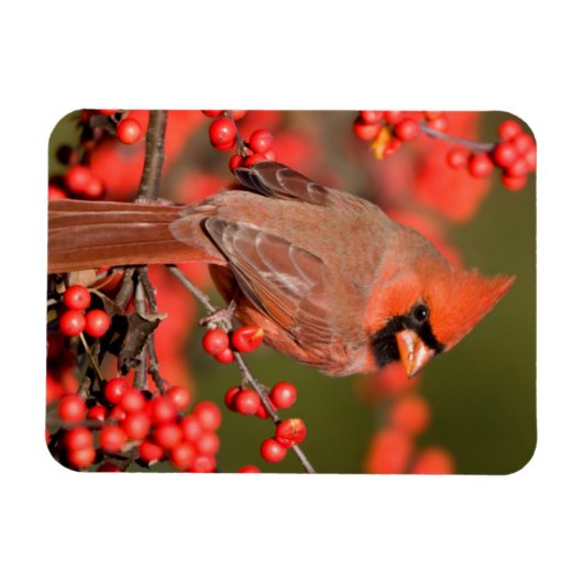 Noordelijke Kardinaal op Common Winterberry Magneet (Horizontaal)