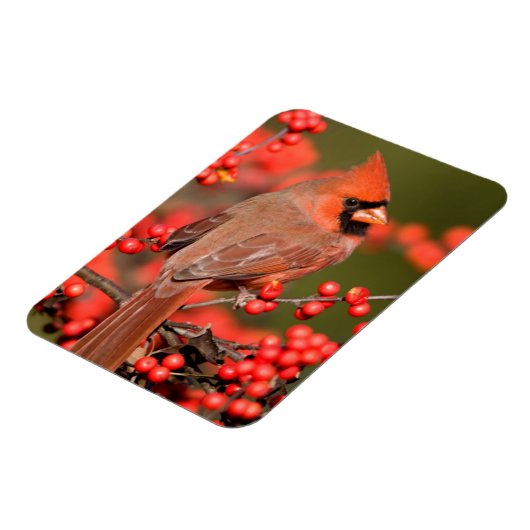 Noordelijke Kardinaal op Common Winterberry Magneet (Linkerzijde)