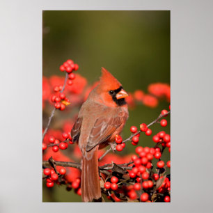 Noordelijke Kardinaal op Common Winterberry Poster