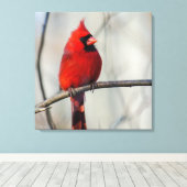 Noordelijke Kardinaal Perch Canvas Afdruk (Insitu (Houten vloer))