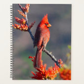 noordelijke kardinaal planner (Voorkant)