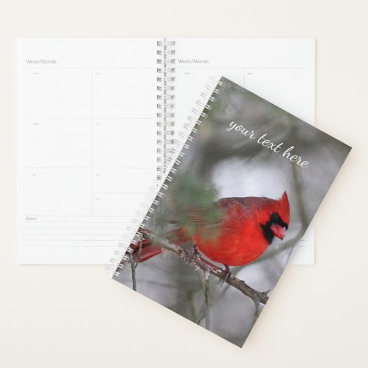Noordelijke kardinaal planner (Display)