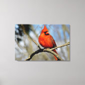 Noordelijke Kardinaal Portret Canvas Print (Voorkant)