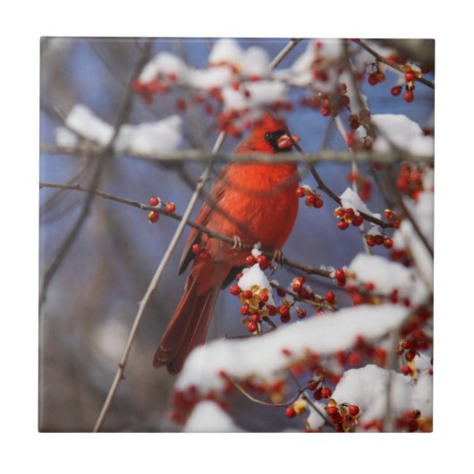 noordelijke kardinaal tegeltje (Voorkant)