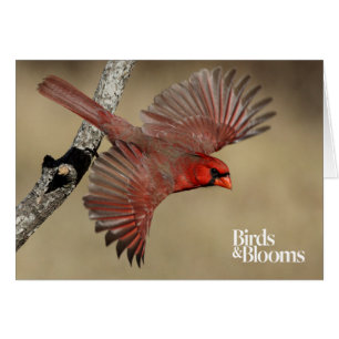 Noordelijke Kardinaal tijdens de vlucht