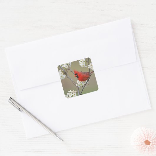 noordelijke kardinaal vierkante sticker (Envelop)