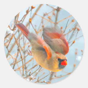 Noordelijke Kardinaal vliegen - Oorspronkelijke fo Ronde Sticker