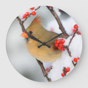Noordelijke Kardinaal vrouw op Gewone Winterbes Grote Klok
