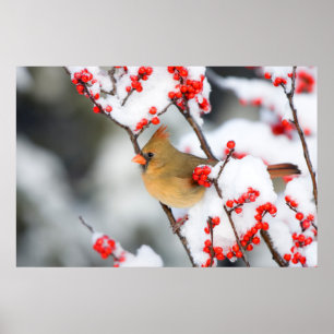 Noordelijke kardinaal vrouw op Gewone Winterbes Poster