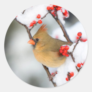 Noordelijke kardinaal vrouw op Gewone Winterbes Ronde Sticker