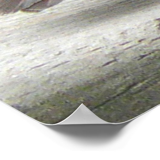 Noordelijke Kardinaal Vrouw Poster (Hoek)