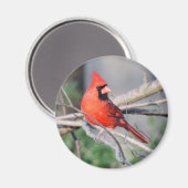 Noordelijke kardinale Bossen Magneet (Voorkant / Achterkant)