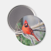noordelijke Kardinale foto Magneet (Voorkant / Achterkant)