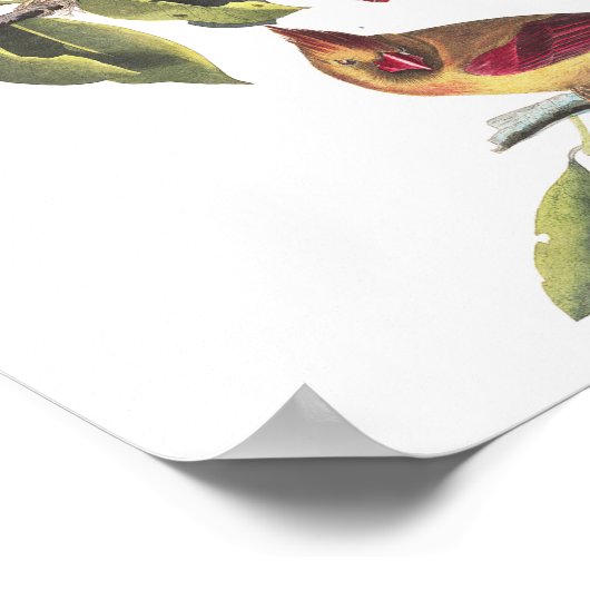  noordelijke kardinale kardinale schildering van A Poster (Hoek)