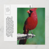 Noordelijke Kardinalen Briefkaart (Voorkant / Achterkant)