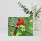 Noordelijke kardinalen briefkaart (Staand voorkant)