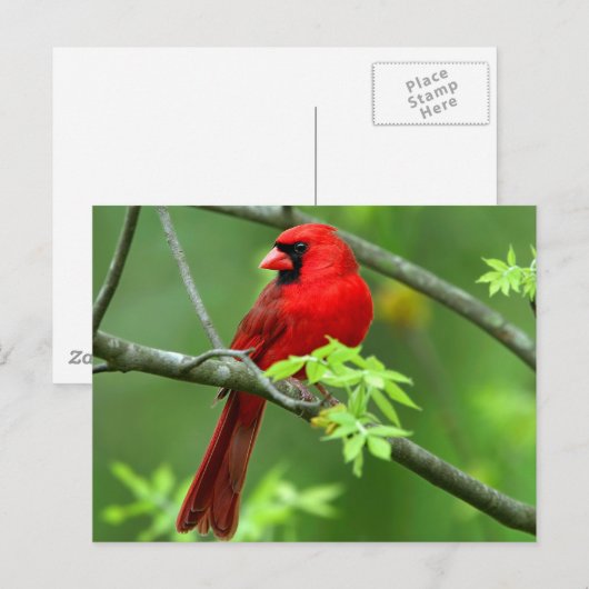 Noordelijke kardinalen briefkaart (Voorkant / Achterkant)