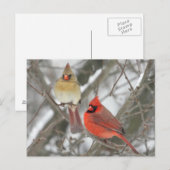Noordelijke Kardinalen Briefkaart (Voorkant / Achterkant)