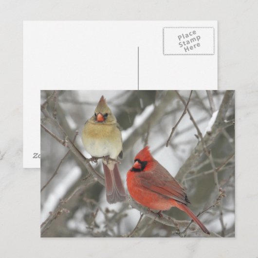 Noordelijke Kardinalen Briefkaart (Voorkant / Achterkant)