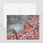 Noordelijke Kardinalen | Marion, Illinois Briefkaart (Voorkant / Achterkant)