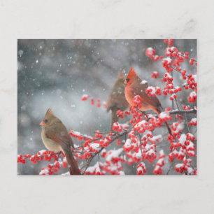 Noordelijke Kardinalen   Marion, Illinois Briefkaart