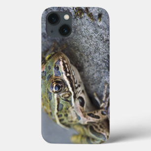 Noordelijke kikker, doorkijkeiland, Case-Mate iPhone case