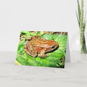 Noordelijke kikker Met rode poten Kaart