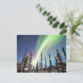 Noordelijke lichten | Nationaal park Denali Briefkaart (Staand voorkant)