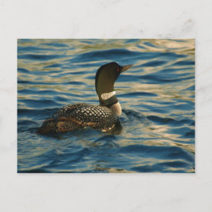 Noordelijke Loon Briefkaart