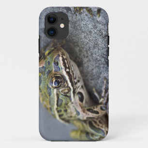 Noordelijke luipaardkikker, See-through Island, Case-Mate iPhone Case