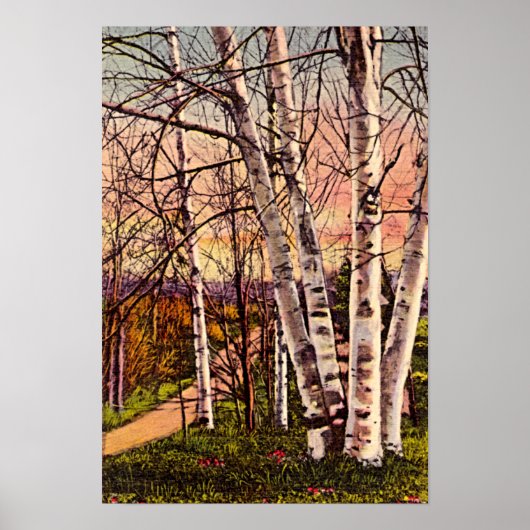 Noordelijke Michigan Birch Trees in het voorjaar Poster (Voorkant)