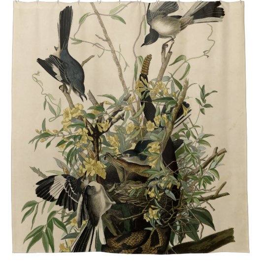 Noordelijke Mocking Bird, Audubon's Birds of Ameri Douchegordijn (Voorkant)