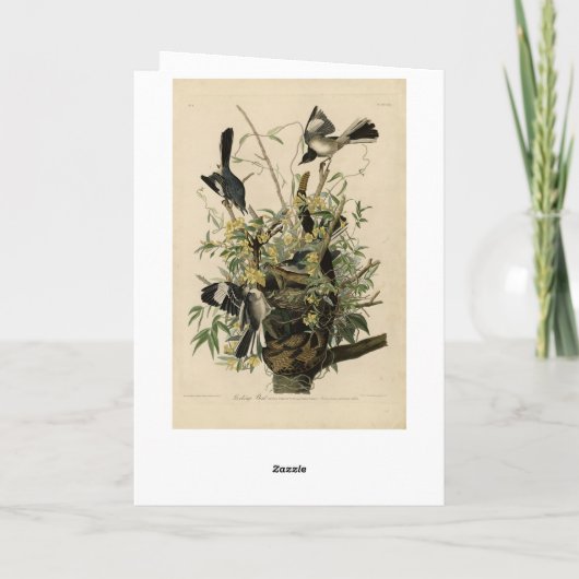 Noordelijke Mocking Bird, Audubon's Birds of Ameri Kaart (Achterkant)