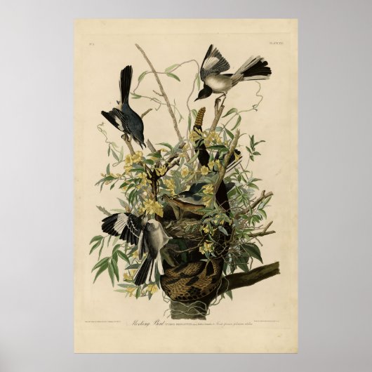 Noordelijke Mocking Bird, Audubon's Birds of Ameri Poster (Voorkant)