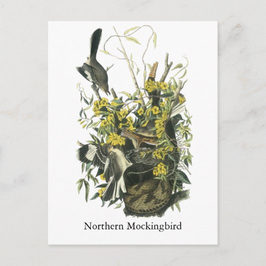 Noordelijke Mocking Bird, John Audubon Briefkaart (Voorkant)