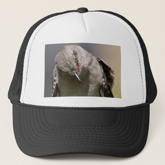 Noordelijke Mockingbird neemt een Bow Apparel & Gi Trucker Pet (Voorkant)