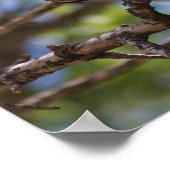 Noordelijke Mockingbird Singing Poster (Hoek)