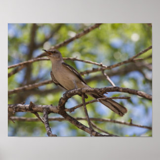 Noordelijke Mockingbird Singing Poster