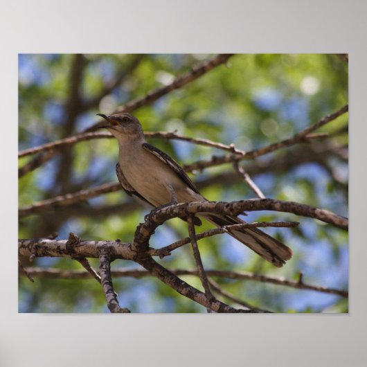 Noordelijke Mockingbird Singing Poster (Voorkant)