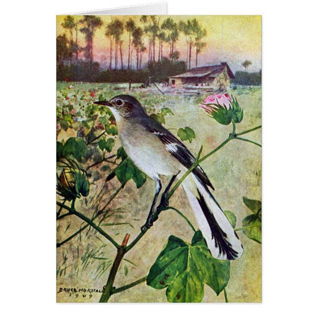 Noordelijke Mockingvogel (Voorkant)