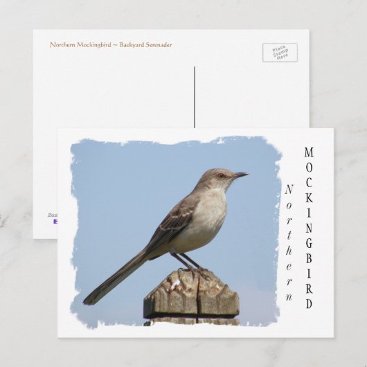 Noordelijke Mockingvogel Briefkaart (Voorkant / Achterkant)