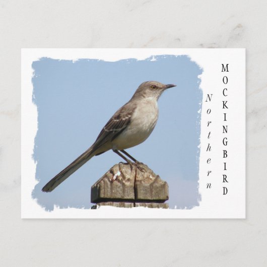 Noordelijke Mockingvogel Briefkaart (Voorkant)