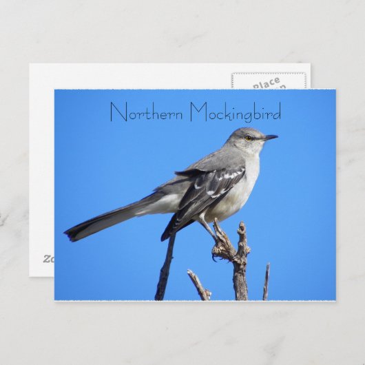 Noordelijke Mockingvogel Briefkaart (Voorkant / Achterkant)