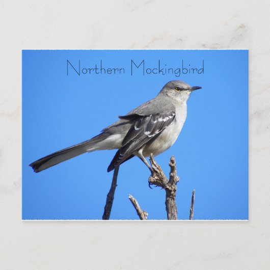 Noordelijke Mockingvogel Briefkaart (Voorkant)