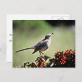 Noordelijke Mockingvogel Briefkaart (Voorkant / Achterkant)