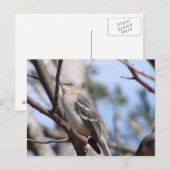 Noordelijke Mockingvogel Briefkaart (Voorkant / Achterkant)